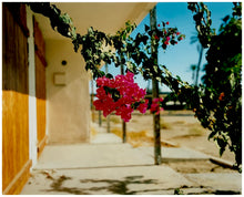 Load image into Gallery viewer, Photograph by Richard Heeps. A flowering bougainvillea hangs outside a motel entrance.