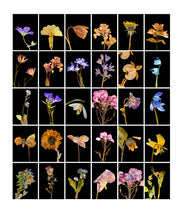 Load image into Gallery viewer, Geranium, 2019