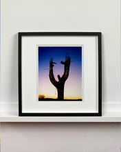 Load image into Gallery viewer, The silhouette of a large scale cactus, dressed in twinkle lights, set against an ombre twilight sky. Photographed by Richard Heeps in the Arizona desert, for his 'Dream in Colour' series.