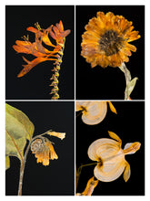 Load image into Gallery viewer, Crocosmia IV, 2019