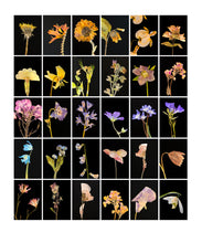 Load image into Gallery viewer, Dandelion, 2019