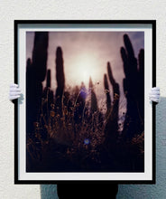 Load image into Gallery viewer, Plant life create shapes against the sky at dusk, in the Arizona Desert. Photography by Richard Heeps, part of his 'Dream in Colour' series.