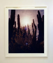 Load image into Gallery viewer, Plant life create shapes against the sky at dusk, in the Arizona Desert. Photography by Richard Heeps, part of his 'Dream in Colour' series.