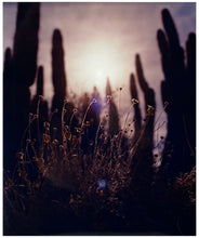Load image into Gallery viewer, Plant life create shapes against the sky at dusk, in the Arizona Desert. Photography by Richard Heeps, part of his 'Dream in Colour' series.