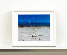 Load image into Gallery viewer, 'Florescence', from Richard Heeps' 'Dream in Colour' series was photographed in Panamint Valley, Death Valley National Park, California. This minimal landscape photograph uses a shallow depth of field emphasises a lone twig, a small sign of life, against a deep blue sky background.
