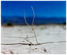 Load image into Gallery viewer, 'Florescence', from Richard Heeps' 'Dream in Colour' series was photographed in Panamint Valley, Death Valley National Park, California. This minimal landscape photograph uses a shallow depth of field emphasises a lone twig, a small sign of life, against a deep blue sky background.