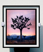 Load image into Gallery viewer, This artwork shows an almost silhouette of The Joshua Tree in the rural landscape of the Mojave Desert, southeastern California and southern Nevada. Captured at dusk as part of Richard Heeps’ 'Dream in Colour' series.