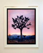 Load image into Gallery viewer, This artwork shows an almost silhouette of The Joshua Tree in the rural landscape of the Mojave Desert, southeastern California and southern Nevada. Captured at dusk as part of Richard Heeps’ 'Dream in Colour' series.