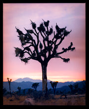 Load image into Gallery viewer, This artwork shows an almost silhouette of The Joshua Tree in the rural landscape of the Mojave Desert, southeastern California and southern Nevada. Captured at dusk as part of Richard Heeps’ 'Dream in Colour' series.