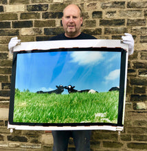 Load image into Gallery viewer, Cows, 100ft Drain, Welney 1993