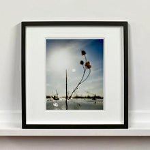 Load image into Gallery viewer, 0°00' longitude, 52° 19N' latitude, Teasel, Mare Fen, Cambridgeshire, 2000