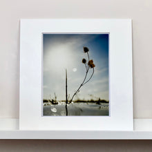Load image into Gallery viewer, 0°00' longitude, 52° 19N' latitude, Teasel, Mare Fen, Cambridgeshire, 2000