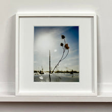 Load image into Gallery viewer, 0°00' longitude, 52° 19N' latitude, Teasel, Mare Fen, Cambridgeshire, 2000