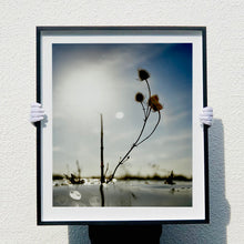 Load image into Gallery viewer, 0°00' longitude, 52° 19N' latitude, Teasel, Mare Fen, Cambridgeshire, 2000