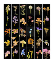 Load image into Gallery viewer, Chincherinchee, 2019