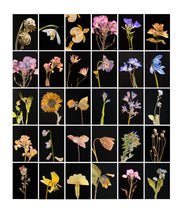 Load image into Gallery viewer, Poppy, 2019